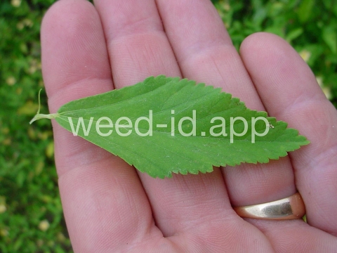 sida, arrowleaf